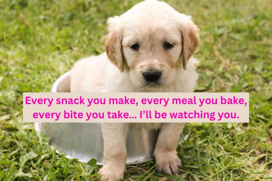 Short and Funny Dog Quotes